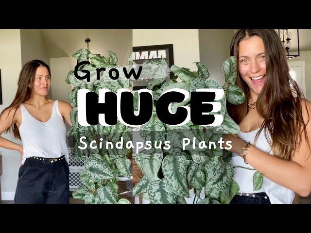 Scindapsus Houseplant Care Tips! | How to keep Scindapsus plants alive!