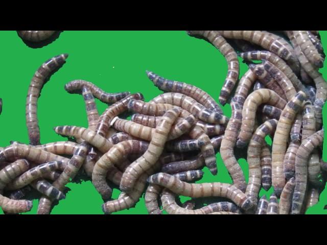 @ricospassmusic  Free green screen effect - worms maggots super worms
