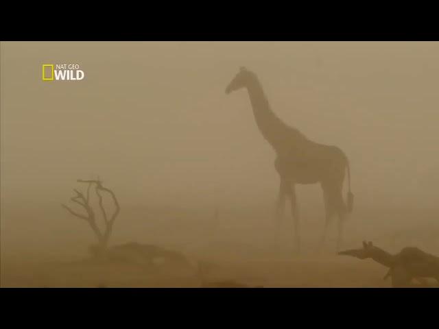 Mundo Selvagem - Namíbia - África - Documentário Animal