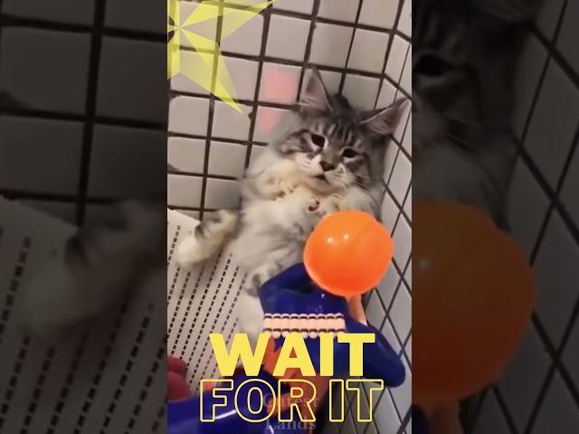 Try Not To Laugh From This Cute Kitten xD  !! #shorts #Shorts