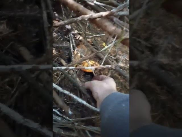 FALL Lobster Mushroom  picking #shorts #pnw #mushroom #mushroompicking #bolete #Oregon #organic #1k