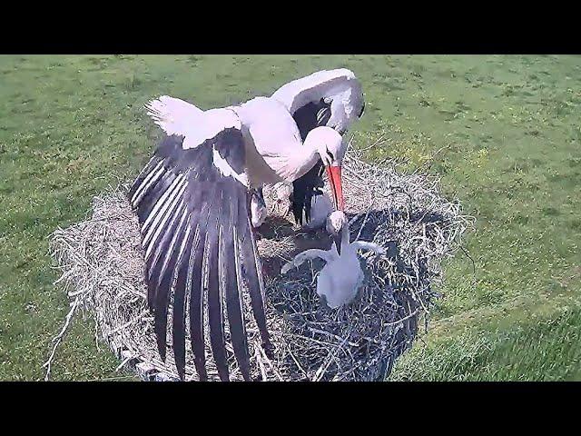 Mother THROWS OUT an Immature baby from nest | Stork bird | White Stork Nest | baby bird | nestwatch