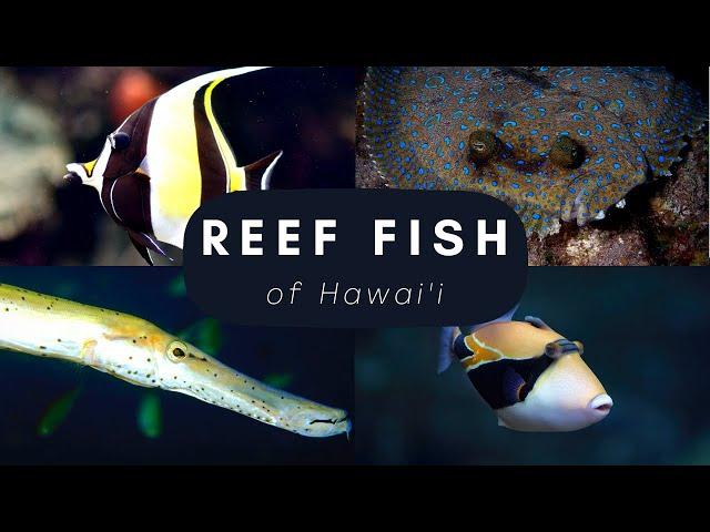 Top 20 Reef Fish found in Hawai'i