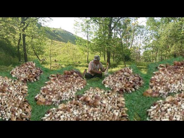 Giant Mushrooms continue to grow.. The best boletus mushrooms of the Carpathians 2024.