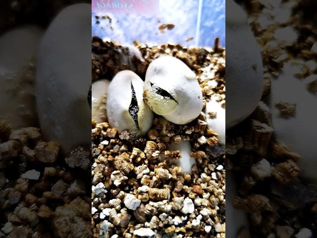 Snake hatching from egg