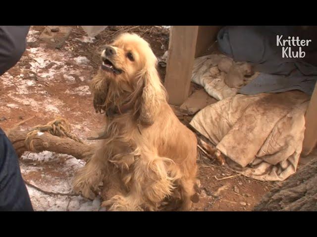 Aggressive Dog Is Afraid Of Losing Her Puppies Again | Kritter Klub