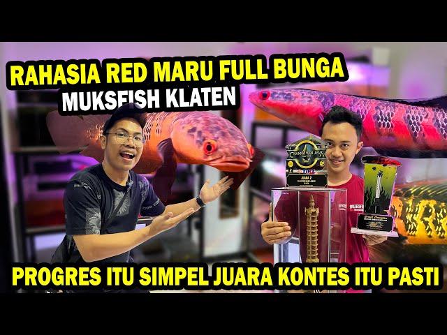 RAHASIA! RED MARU FULL BUNGA DAN MERAH JUARA MUKSFISH JSC DI KLATEN