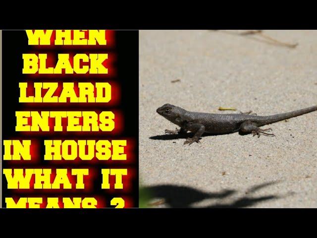 WHEN A BLACK LIZARD ENTERS IN YOUR HOUSE WHAT DOES IT MEAN ?