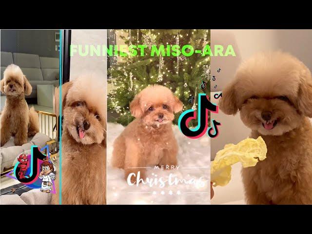 viral videos 2021 - Tik Tok Miso Ara Compilation