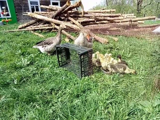 Знакомство гусака и гусыни с гусятами день1