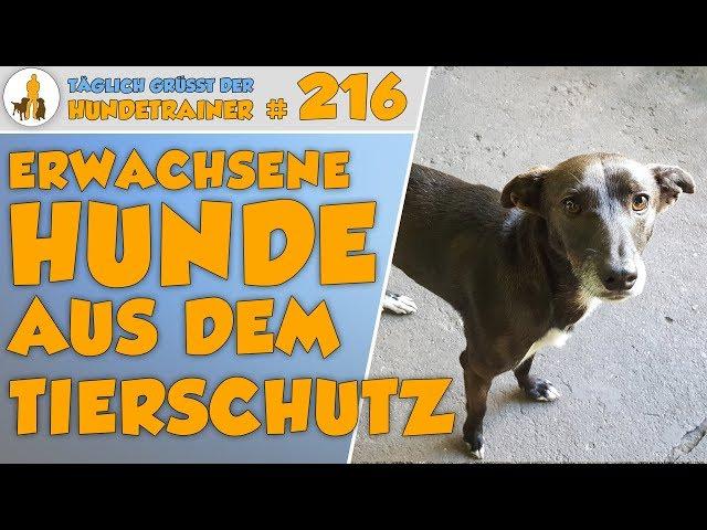 Erwachsene Hunde aus dem Tierschutz adoptieren - Tipps und Regeln bei einer Adoption  - TGH 216: