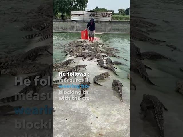 Farmer feeds crate of fresh meat to over 10,000 crocodiles #Shorts