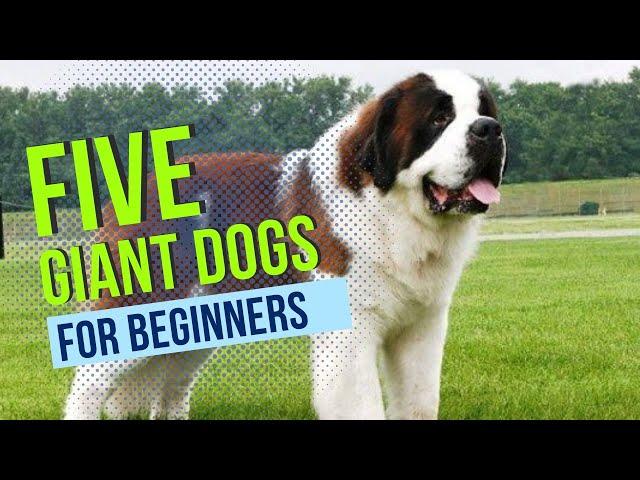 Giant Dog Breeds Made Easy for Beginners