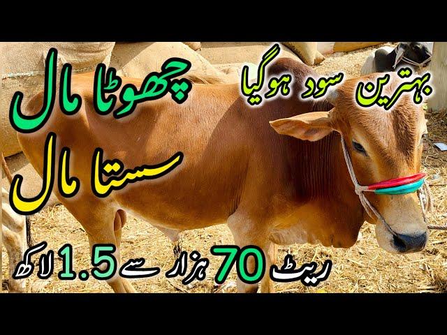 Malir Mandi Me 70K to 150k Wala Maal | Cattle Rates Updates | Cow Mandi 2024