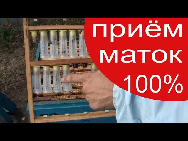 Пчеловодство. Как подсадить неплодную матку. Подсадка неплодной матки в отводок