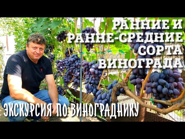 ОБЗОР РАННИХ И РАННЕ-СРЕДНИХ СОРТОВ ВИНОГРАДА. ПОДРОБНАЯ ЭКСКУРСИЯ. Тайм-коды в описании