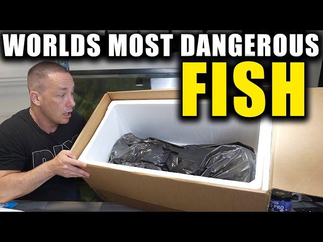 I BOUGHT THE WORLD'S MOST DANGEROUS FISH!!!