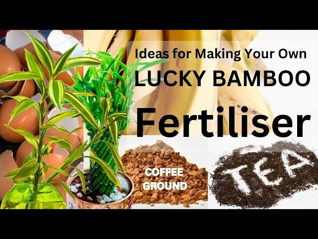 Lucky Bamboo Plants Care [HOW TO MAKE YOUR  OWN LUCKY BAMBOO FERTILISERS]