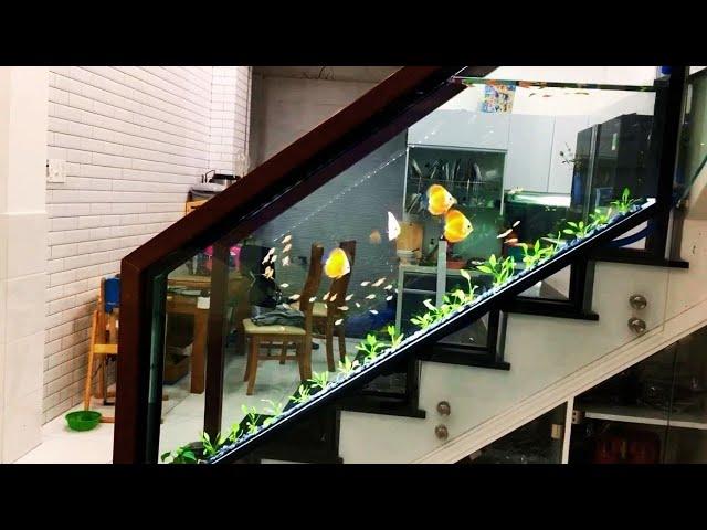 Beautiful Ladder Discus Tank Ideas | Gorgeous Discus Planted Aquariums