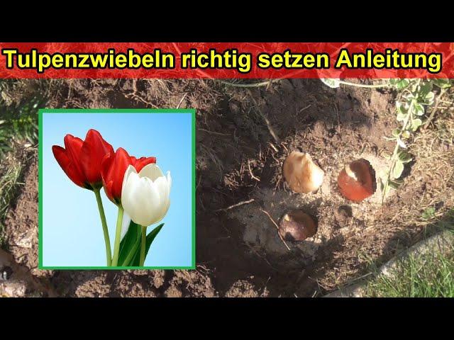 Tulpenzwiebeln richtig setzen & pflanzen - Tulpen einpflanzen im Beet & Topf / Wann, wie Tief