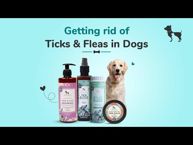 How to get rid of ticks & fleas with natural products I  Prevention & Treatment