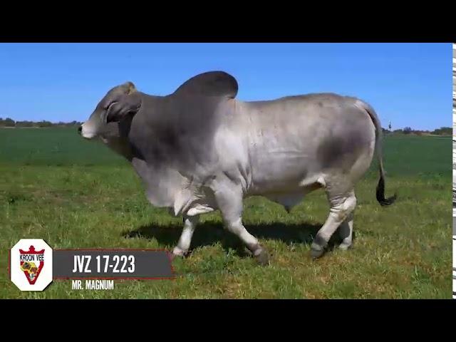 Introducing to you Mr. Magnum, the Brahman bull for emerging beef farmers