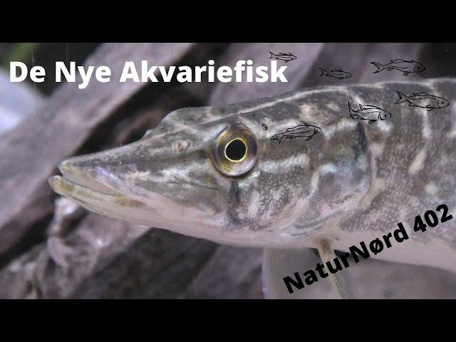 NaturNørd 402. Nordens Krokodille som akvariefisk !!!