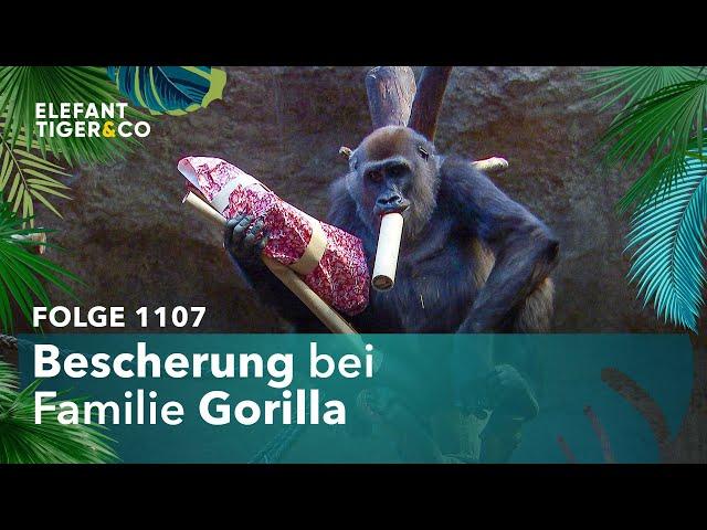 Weihnachten im Pongoland (Folge 1107) | Elefant, Tiger & Co. | MDR