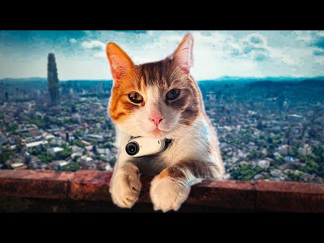 This CAT has a CAMERA and became a VLOGGER  | Ros' Vlog part #05