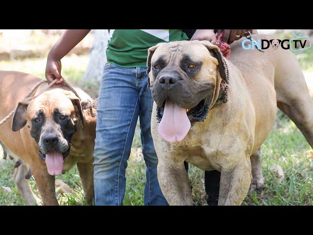 Incredible boerboels gather for SABBS/BBAG Boerboel Appraisal 2021 in Takoradi