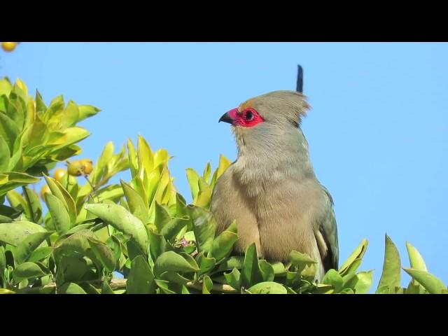 Red-faced Mousebird's beautiful call