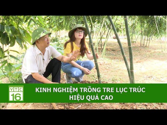 Kinh nghiệm trồng tre lục trúc hiệu quả cao | VTC16