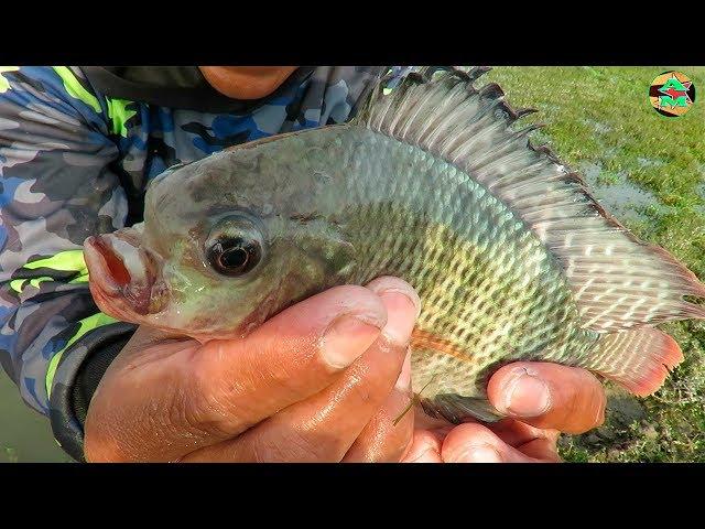 WOW ! Increíble Pescador Pesco tilapia más Raro del Mundo