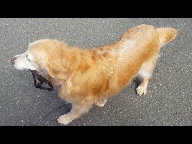 Dog Walks Himself 203 Pet Service Promo