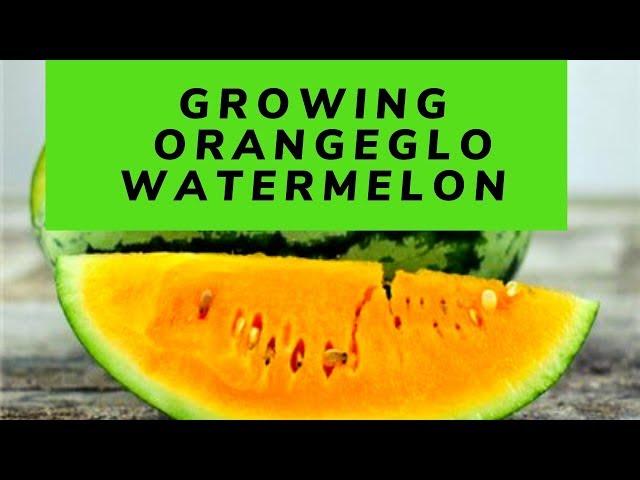 Growing  Orangeglo Watermelon | Home Gardening