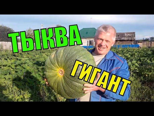 Первые тыквы для поросят. Кормим  свиней. Зауральское подворье.