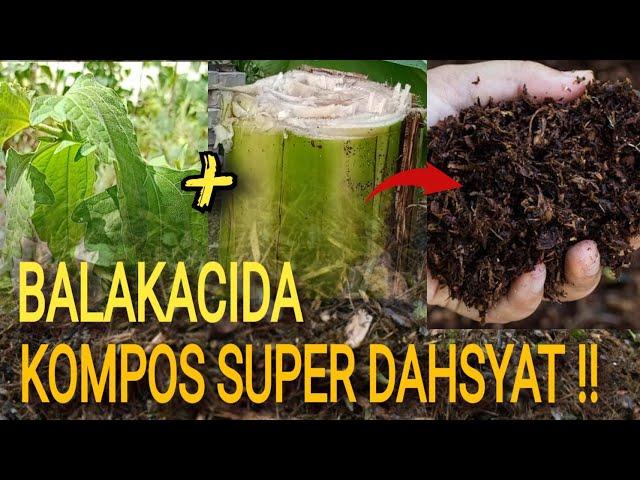 BALAKACIDA ⁉️ KOMPOS SUPER NITROGEN PLUS UNTUK #pupukorganik #pupukorganikcair #pupukpembenahtanah