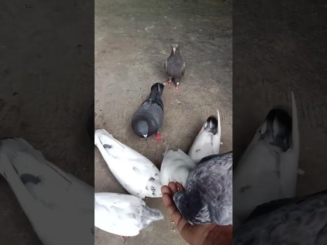 #pigeon #monkeycomedy #trending #pigeon #birds #comedyfilms #aalucomedy #kabutar #monkeyvideos