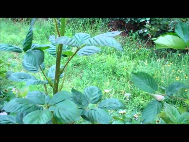 How To Prune Blackberries For Maximum Production