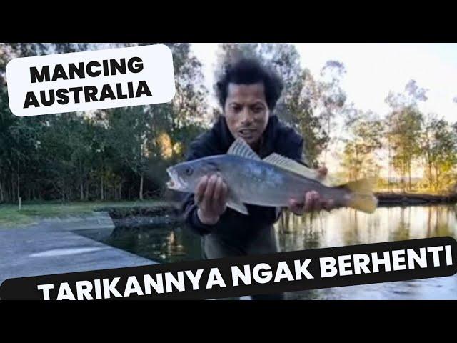 Mancing Australia | Sensasi Tarikan Ikan Di Sungai Aborigin