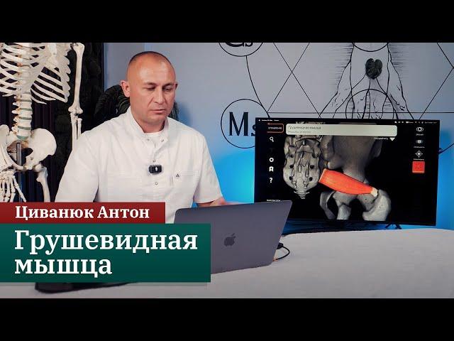 Анатомия костно-мышечной системы ▶️ Грушевидная мышца. Циванюк А.В.