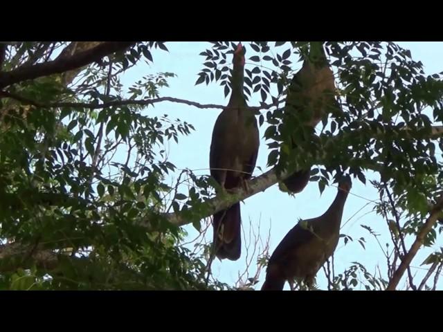 NATURE SINGERS, CHACO CHACHALACA sounds (ORTALIS CANICOLLIS), ARACUÃ-DO-PANTANAL, Wild birds free.