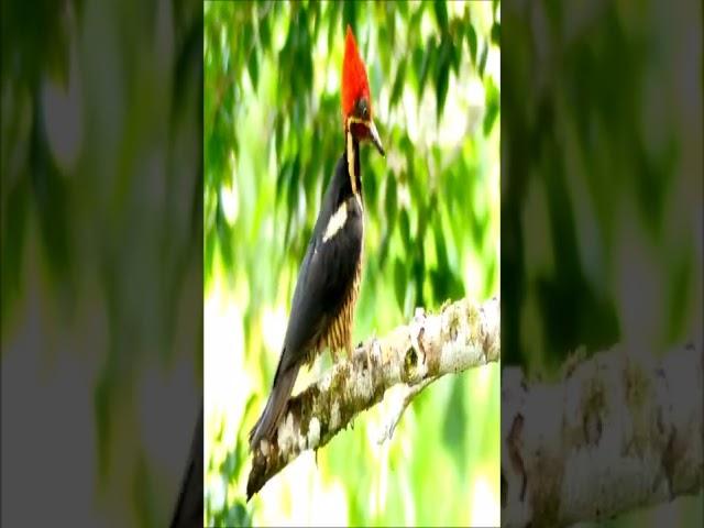 woodpecker headshot trick, woodpecker slow motion |  woodpecker bird #shorts