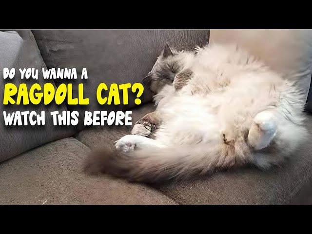 Ragdoll Cat: 10 Fascinating Facts You Should Know