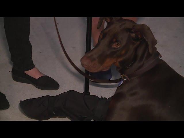 'OVERJOYED': Missing service dog makes safe return with family nearly 5 days lateri