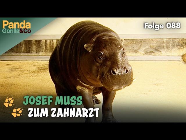 Zahnarztbesuch im Zoo und ein Kuchen für Strumpfkrokodil Igi | Panda, Gorilla & Co