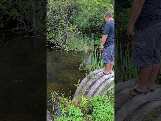 Alligator SCARE!! Florida Everglades Never Fails to Amuse and Terrify 