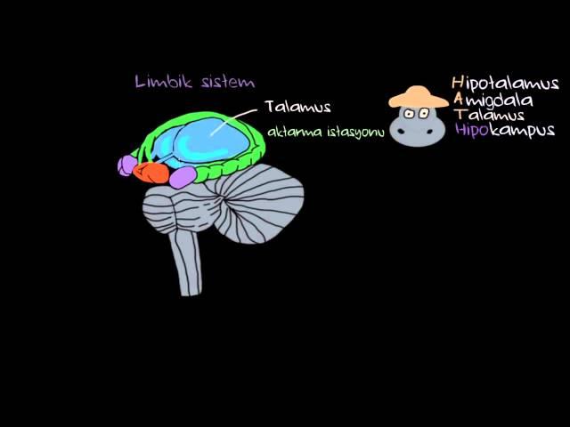 Duygular: Limbik Sistem (Psikoloji / Çevreyi Algılama)