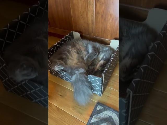 Manny the Maine Coon LOVES his new box!