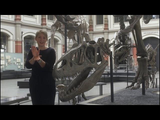 Guided Tours: Dinosaurier im Museum für Naturkunde Berlin